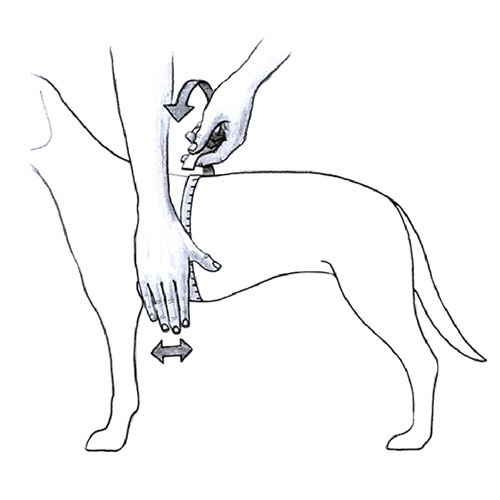 Ham Julius K9 IDC Power - determinarea circumferintei pieptului