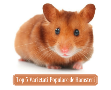 Top 5 Varietati Populare de Hamsteri