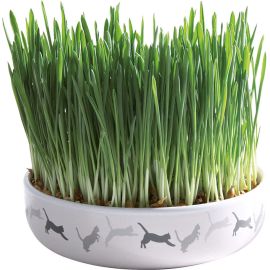 Castron Ceramic cu Seminte de Orz Pentru Iarba la Pisici, 50g