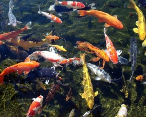 8 Pasi in Pregatirea de Primavara a Iazului