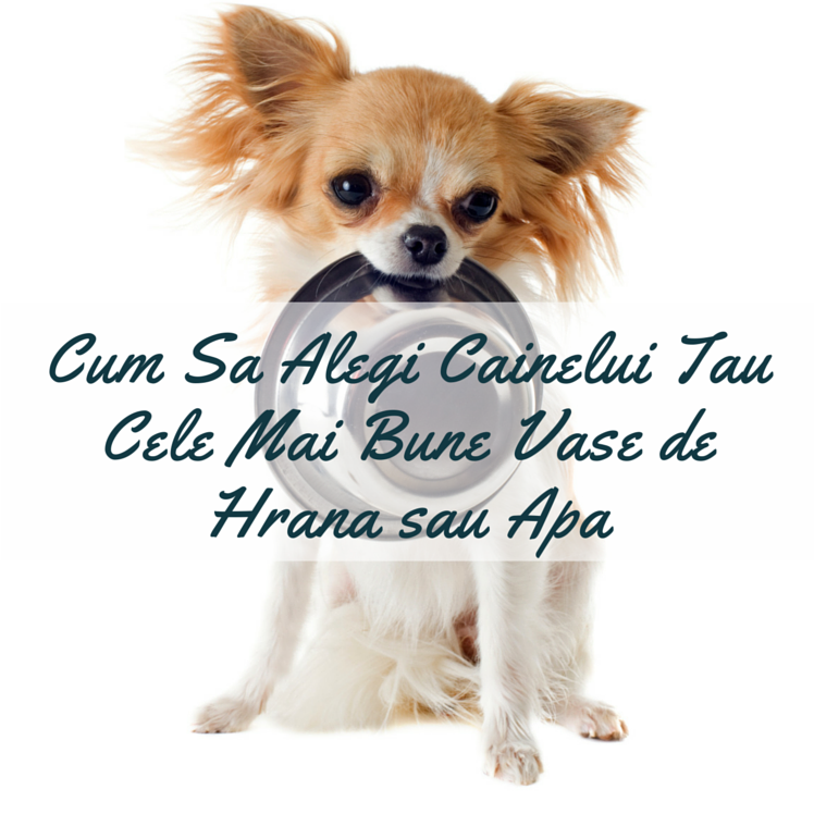 Cum Sa Alegi Cainelui Tau Cele Mai Bune Vase de Hrana / Apa