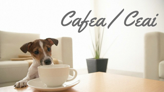 Top 10 Alimente Periculoase Pentru Caine