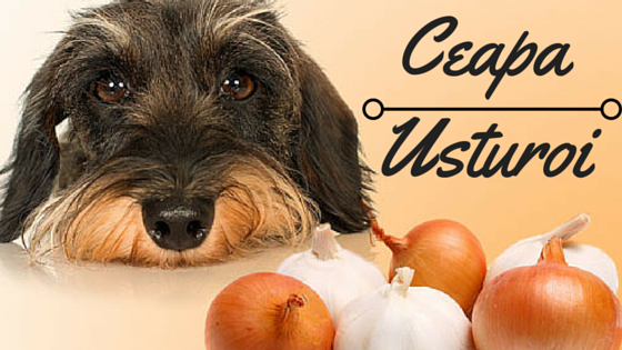 Top 10 Alimente Periculoase Pentru Caine