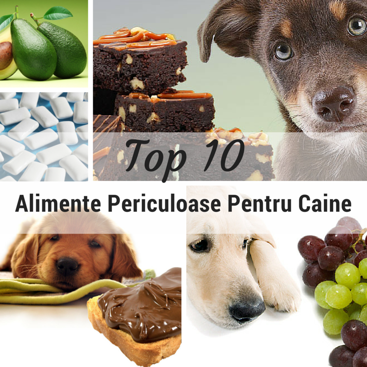 Top 10 Alimente Periculoase Pentru Caine