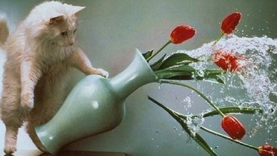 8 Semne Care Iti Spun ca Pisica Ta se Plictiseste, adoptarea unui comportament distructiv