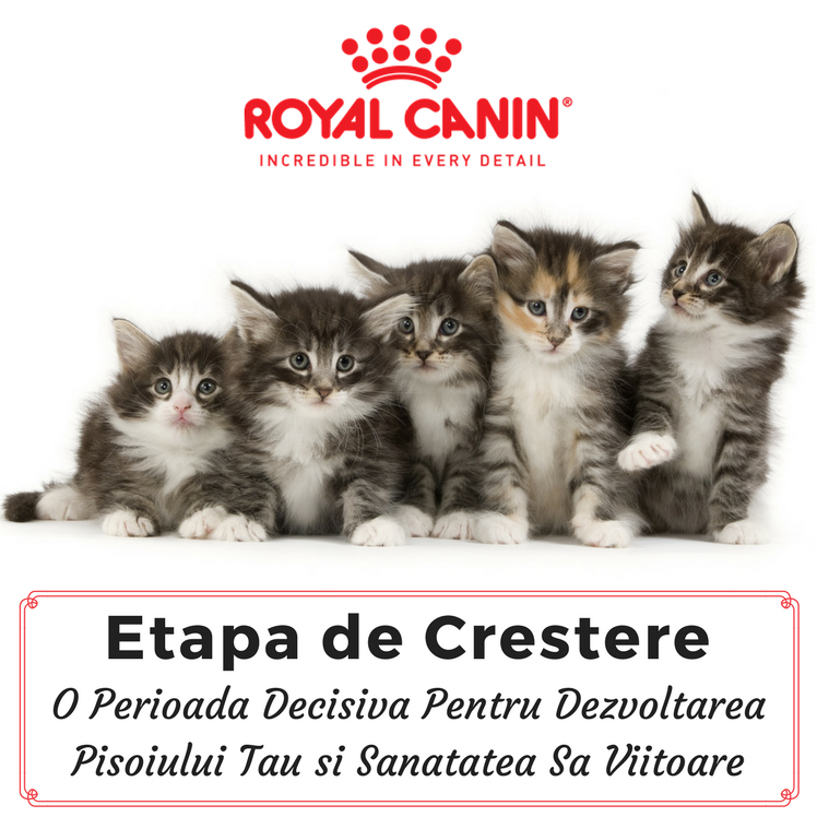 Etapa de Crestere, O Perioada Decisiva Pentru Dezvoltarea Pisoiului Tau