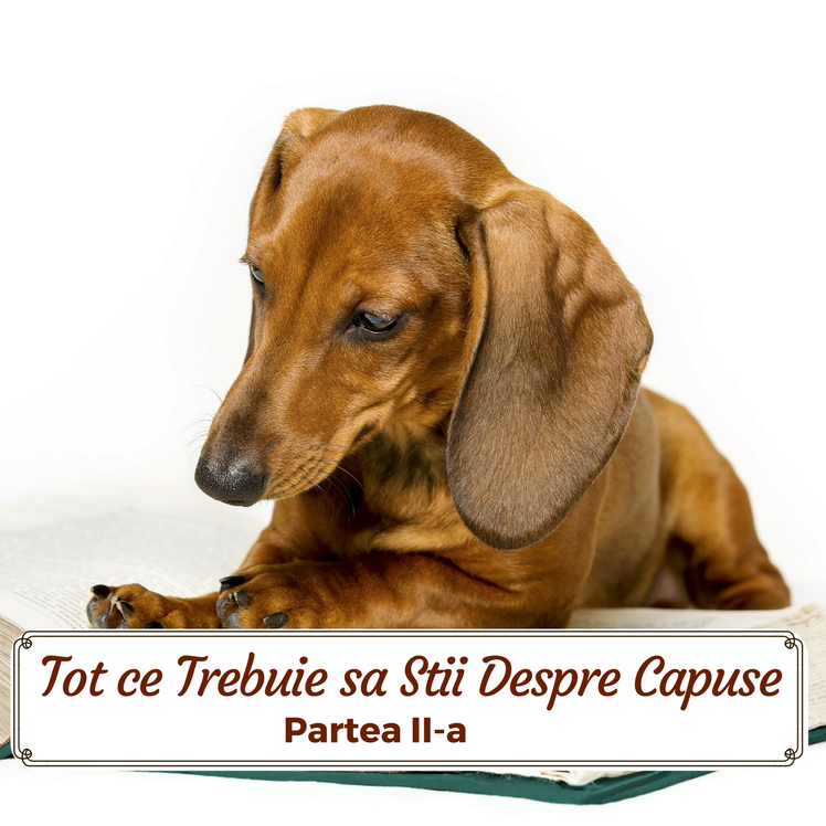 Tot ce Trebuie sa Stii Despre Capuse ! Partea-II-a