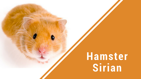 Top 5 Varietati Populare de Hamsteri