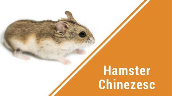 Top 5 Varietati Populare de Hamsteri