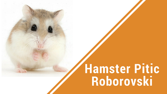 Top 5 Varietati Populare de Hamsteri