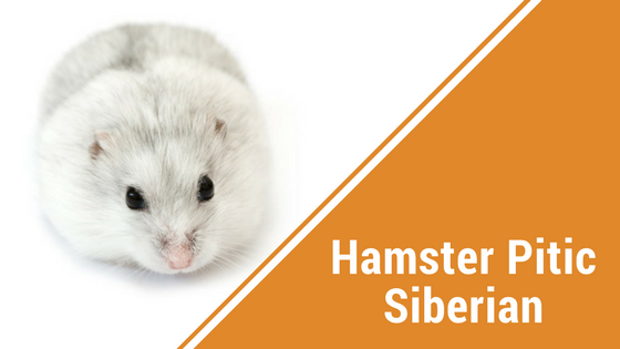 Top 5 Varietati Populare de Hamsteri