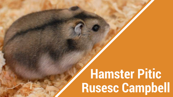 Top 5 Varietati Populare de Hamsteri