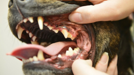 Cum Previi Cariile Dentare sau Paradontoza la Caine -inspectia periodica a cavitatii orale a cainelui
