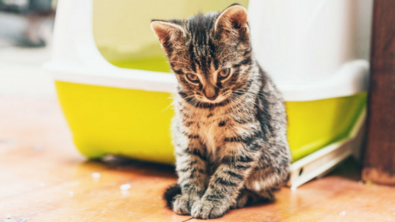 Top 10 Intrebari Frecvente Despre Pisici