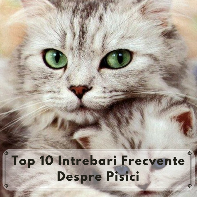 Top 10 Intrebari Frecvente Despre Pisici